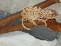 Panter bukelemun