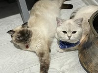 Dişi SCOTTİSH 2 aylık Mavi göz Kırık kulak