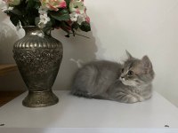 CİNS KEDİ SAHİPLENDİRME ACİL