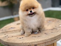Sevimli Pomeranian Yavrular