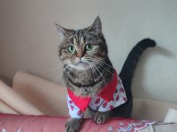 Scottish Straight Tabby