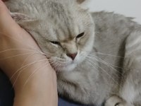 Uygun british shorthair 13 aylık