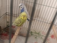 Genç çift muhabbet kuşu