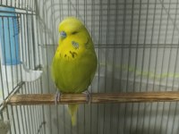 Show Jumbo Muhabbet Kuşu