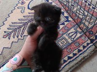 Bebiş Kedilere Yuva Arıyoruz