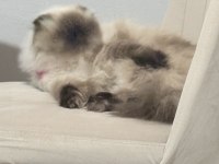 Sevimli uysal scottish fold kedim