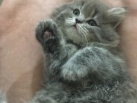 Pamuk british longhair kızım