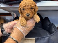 Sağlık ve ırk garantili poodle yavrularımız