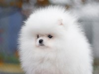 sevimli pomeranian boo yavrular heryere gönderilir