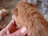 Rezerve açık maltipo ve poodle yavrular