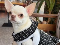 Dişi Chihuahua 1 Yaşında Kızıma Eş Arıyorum