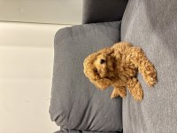 Acil yuva arıyoruz köpeğimize