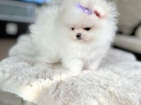 MİNİ BOY POMERANİAN PRENSES