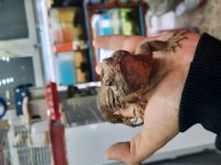 Farklılık arayana uromastyx