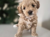 Orjinal Teacup Maltipoo Yavrular