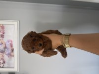 Bebek toy poodle
