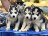 Husky Yavrular Mavi Göz