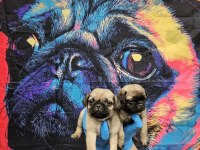 A KALİTE SIFIR BURUN PUG BEBEKLER