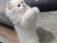 65 günlük mavi gözlü british longhair