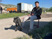Safkan Blue Cane Corso