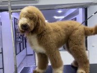 Full Eğitimli 6 Aylık Dev Poodle Erkek Yavru