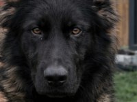 İyinin iyisini isteyene özel malinois