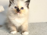 Seal Tortie Mitted Ragdoll Yavrular