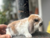 HOLLANDA LOP TAVŞANLARIMIZ