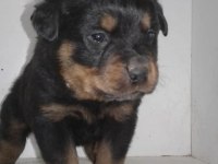 Rottweiler yavru köpekler