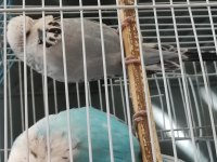 9 aylık erkek ve 7 aylik muhabbet kuşu dişimiz