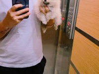 2 aylık pomeranian pet eğitimi devam ediyor