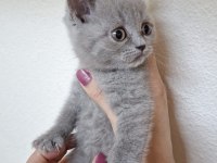 British shorthair acil sahiplendirilecek