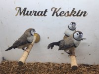Genç Fawn Baykuş İspinozlar