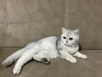 Harika silver scottish straight kedilerim (hamile)