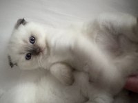 Scottish fold yarım kırık kulak