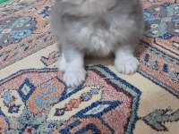 Pofuduk British Longhair PAŞALAR