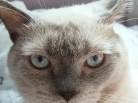 British Blue Point