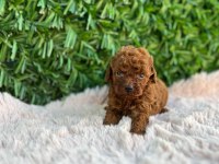 Toy poodle bebekler