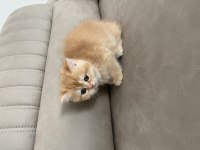 British shorthair 2 aylık dişi yavru