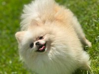 Sağlık ve ırk garantili Pomeranian