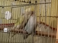 Yüksek Mutasyon Albinolu Sevda Papağanı Takımı