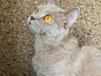 British Shorthair Antalya