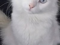 Ücretsiz sahiplendirme safkan van kedisi