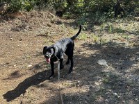 Altı aylık dişi labrador
