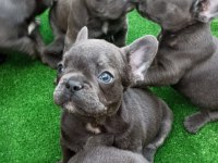 Blue Üst Kalite French Bulldog Bebekler