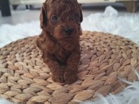 Mınik poodle yavrularımız