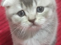 British shorthair kedimiz
