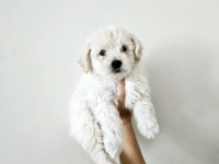 Mini boy maltese köpekler