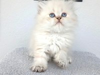 KEDİLER BÖYLE GÜZELİ BAŞKA YOK
