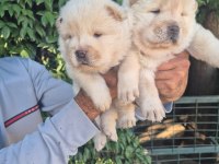 Chow chow bebeklerimiz